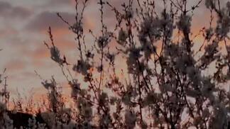 Die Bäume blühen und die Vögel zwitschern. Es ist Frühling 😍