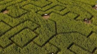 🌽 Maislabyrinth Frienisberg