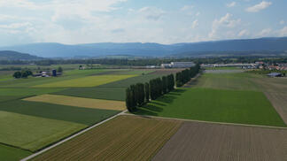Pappelallee Büetigen/Dotzigen