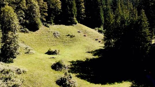 Alpidylle und die Kraft der Simme