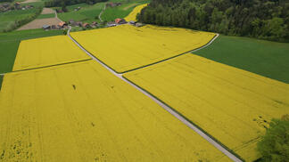Ein gelb leuchtendes Rapsfeld im Mai
